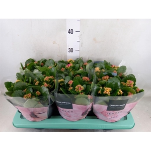 Kalanchoe blos.   ..rosebud mix/pot