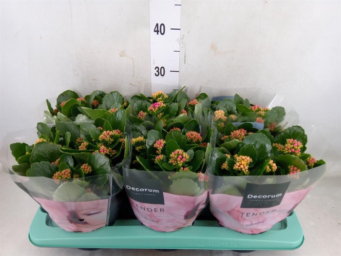 <h4>Kalanchoe blos. ..rosebud mix/pot</h4>