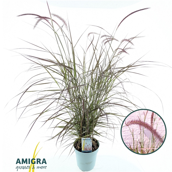 <h4>Pennisetum advena'Rubrum'</h4>