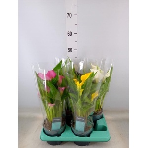 Zantedeschia   ...mix