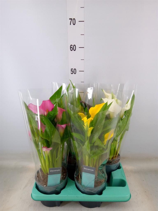 <h4>Zantedeschia ...mix</h4>