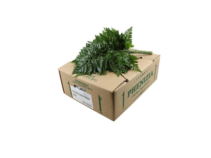 <h4>Leder. Small</h4>