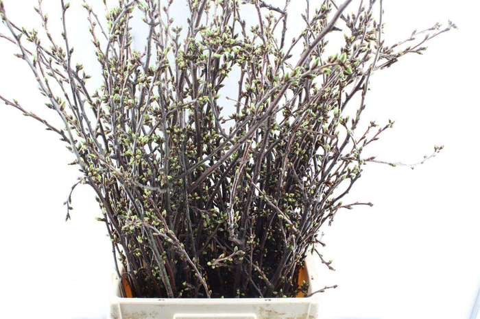 <h4>Kersebloesem P Bos</h4>