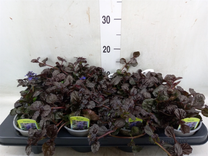 <h4>Ajuga   ...</h4>