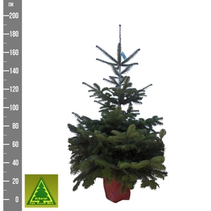 ABIES NORDMANNIANA