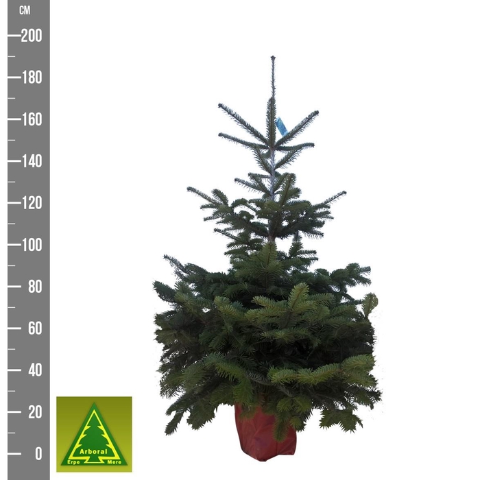 <h4>ABIES NORDMANNIANA</h4>