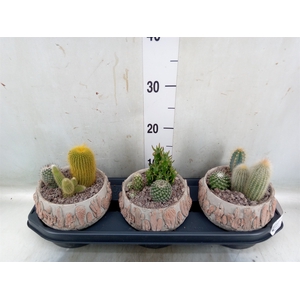 Cactus   ...