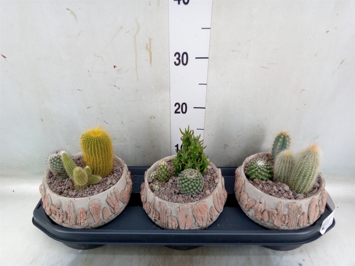 <h4>Cactus   ...</h4>
