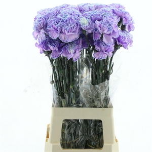 Di St Col Klb H% Cct 005