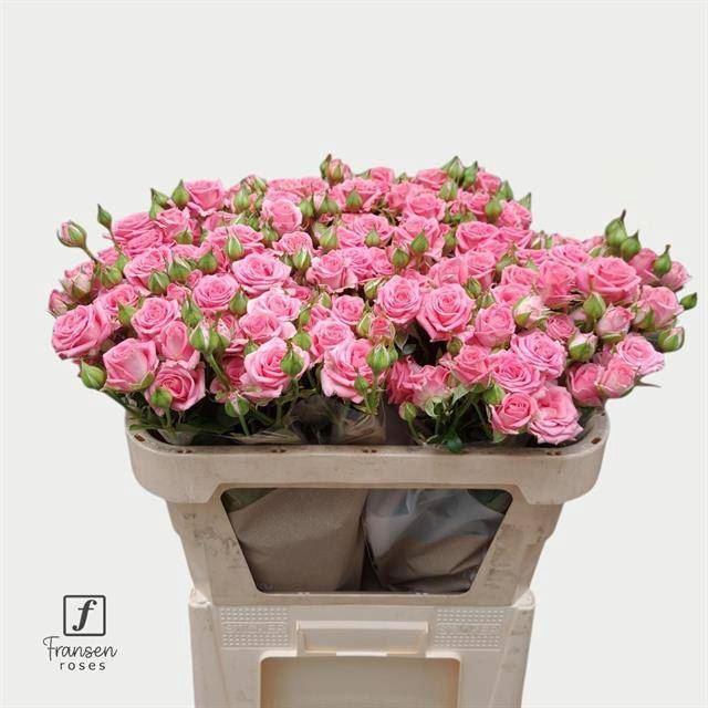 <h4>ROSA TR 'EMILIA'</h4>