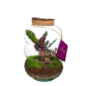 Wardians Terrarium - Pluto medium (bark cork)