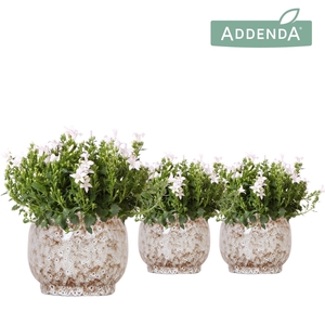 Campanula Addenda Ambella white in Safari pot