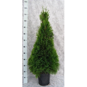 Thuja occid. 'Smaragd'