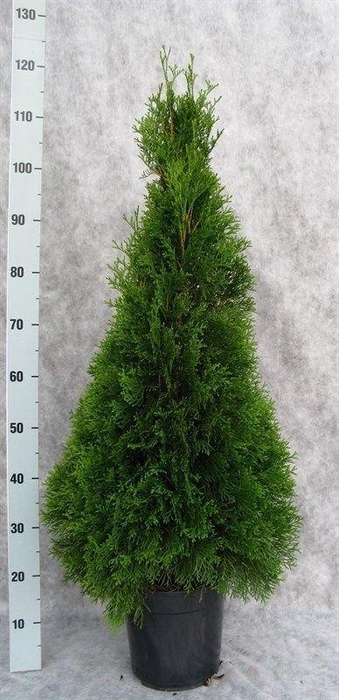 <h4>Thuja occid. 'Smaragd'</h4>