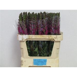 ANTIR MONACO VIOLET