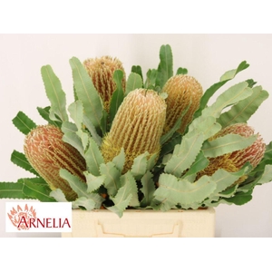 Banksia Menziesii