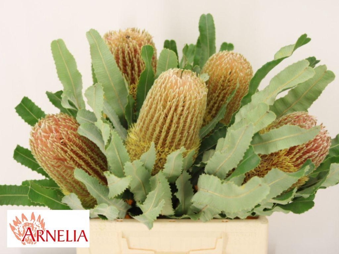 <h4>Banksia Menziesii</h4>