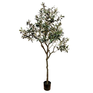 Plant Tree Olive H165