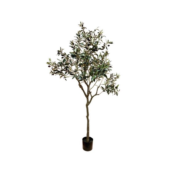 <h4>Plant Tree Olive H165</h4>