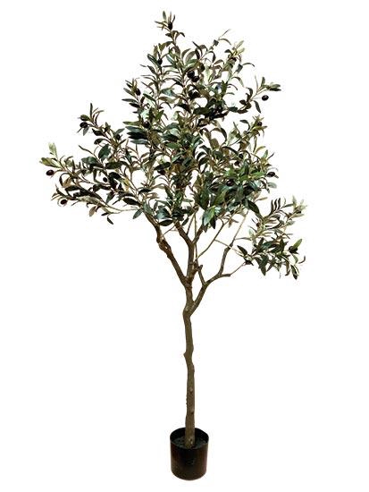 Plant Tree Olive H165