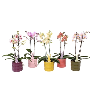 Phal. Multiflora 2-tak mix in keramiek BGC055 en bijsteker