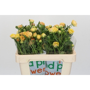 Ranunculus Magical Caramel