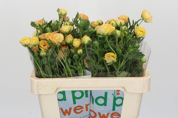 Ranunculus Magical Caramel