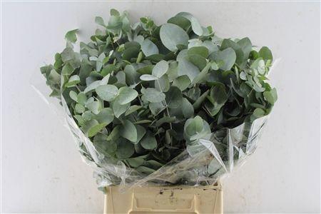 <h4>EUC CINEREA PER BOS</h4>