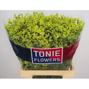 Limonium Pineapple Diamond Tonie