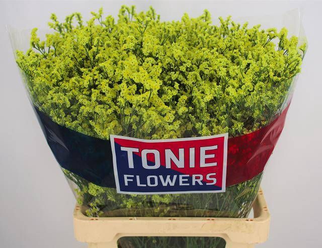 <h4>Limonium Pineapple Diamond Tonie</h4>
