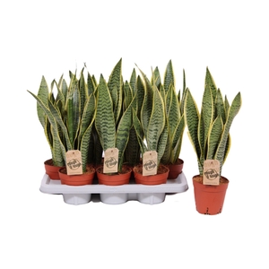 Sansevieria Laurentii