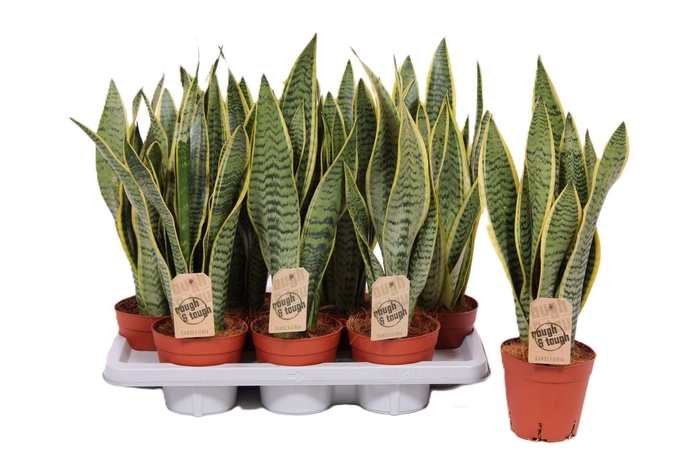 <h4>Sansevieria Laurentii</h4>