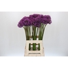 Allium Gladiator