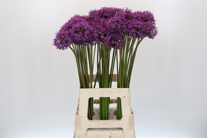 <h4>Allium Gladiator</h4>