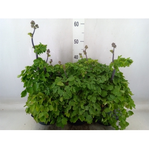 Thalictrum aquileg.