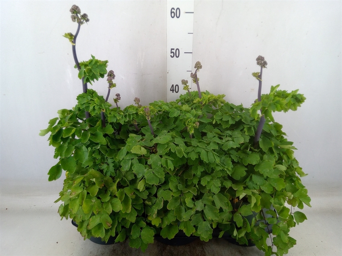 <h4>Thalictrum aquileg.</h4>