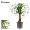 Beaucarnea recht 17 cm (Decorum)