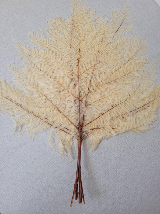 <h4>GESTABILISEERD VAREN GEBLEEKT</h4>