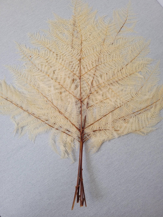 <h4>GESTABILISEERD VAREN GEBLEEKT</h4>