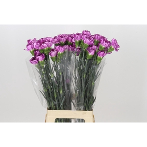 Dianthus St Royal Damascus