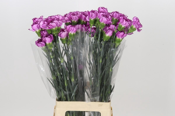 <h4>Dianthus St Royal Damascus</h4>