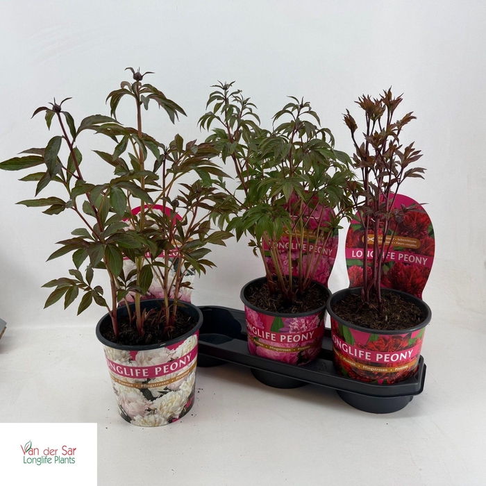 <h4>PAEONIA GEM</h4>