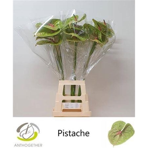 Anth A Pistache