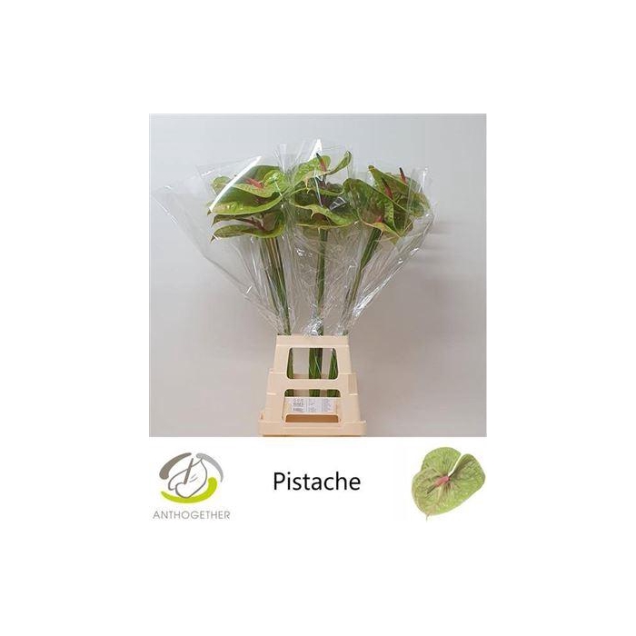 <h4>Anth A Pistache</h4>