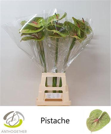 Anth A Pistache