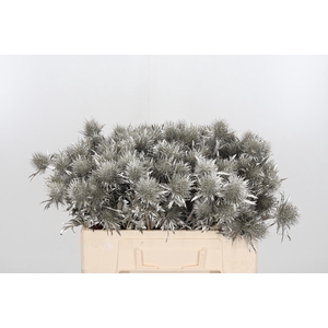 Eryn Supernova Kl Bh Platina