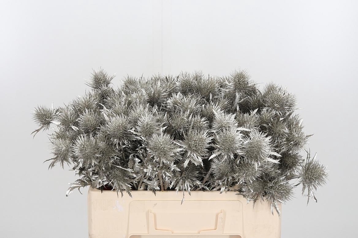 <h4>Eryn Supernova Kl Bh Platina</h4>