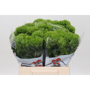 Dianthus Br Aldo Green 40cm