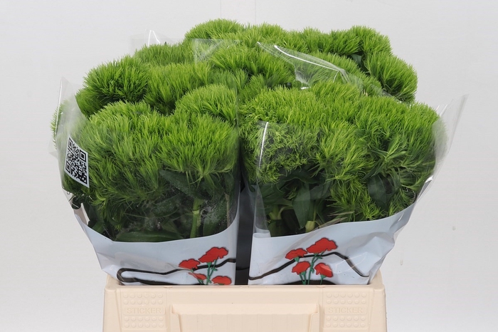 Dianthus Br Aldo Green 40cm
