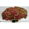 Hydrangea mag charlotte